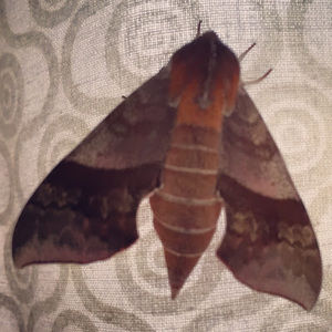 Meet your Posher, Kirsten